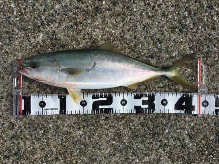 ハマチ、太刀魚